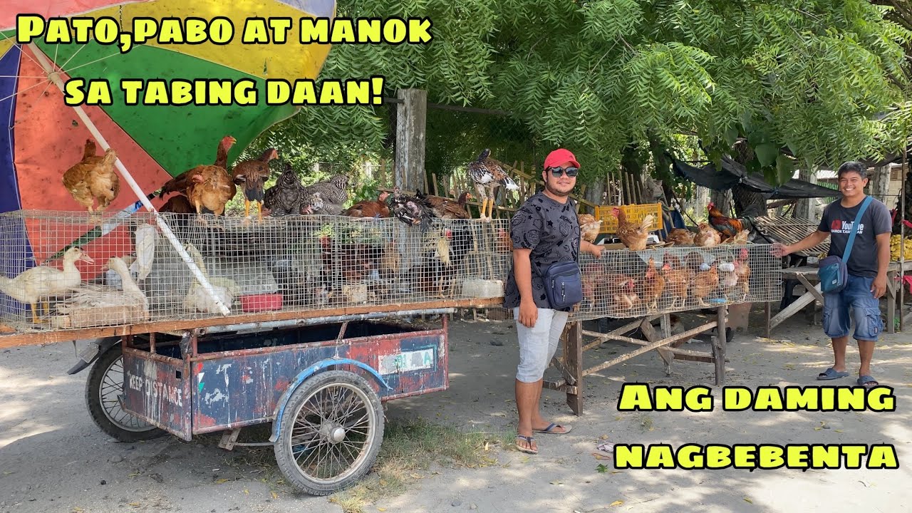 ANG DAMING NAGBEBENTA NG MANOK, PABO AT PATO SA TABING DAAN | MGA MURANG PANG UMPISA | GENSAN CITY