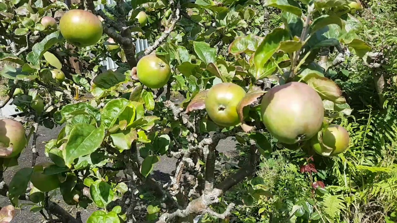 50 yr Old Apple Trees In My Grandfathers Garden