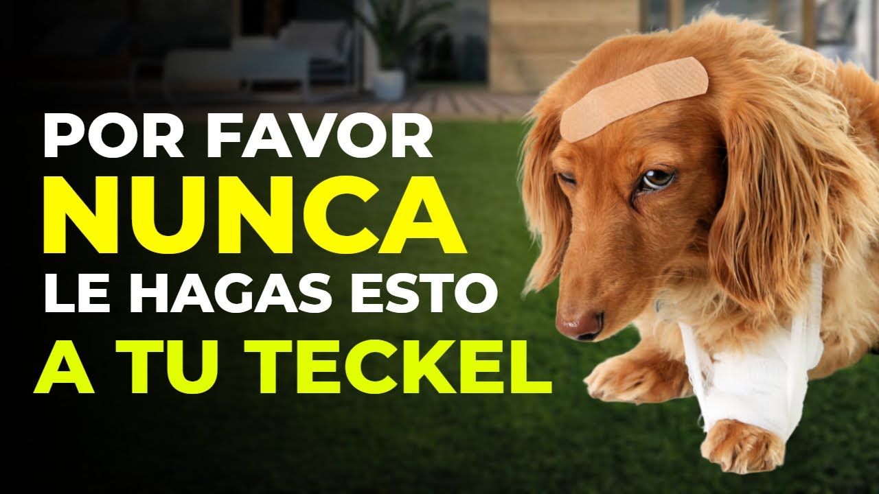 12 COSAS que NO DEBES hacer con TU TECKEL ( Te arrepentirás sino..)