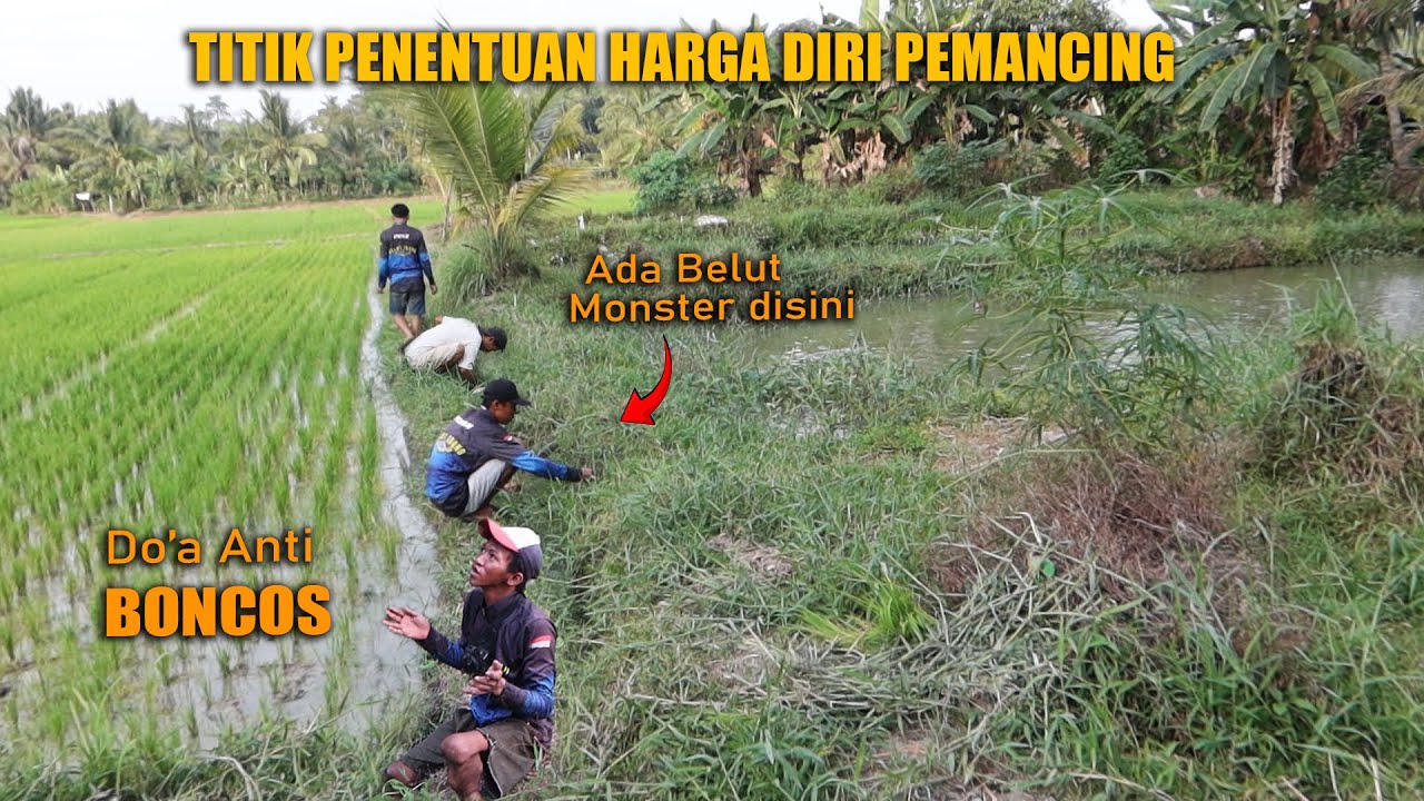 PARIT KECIL ANTARA SAWAH DAN KOLAM DIHUNI BELUT MONSTER