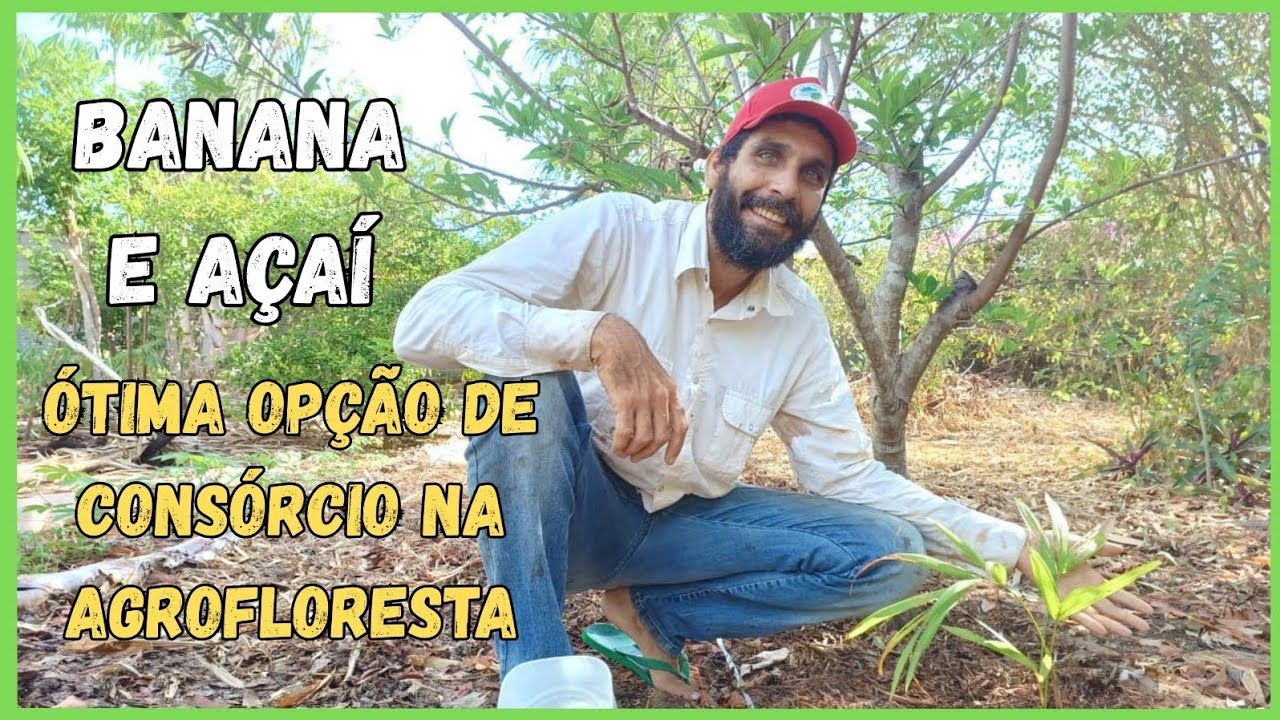 Consórcio banana + açaí: como escolher combinações que funcionam em SAF