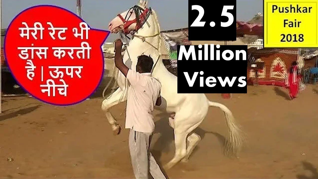 पुष्कर मेले में डांसर घोड़े का मोलभाव Horse Deal In Pushkar Fair Horse Market  Video घोड़ा विडियो