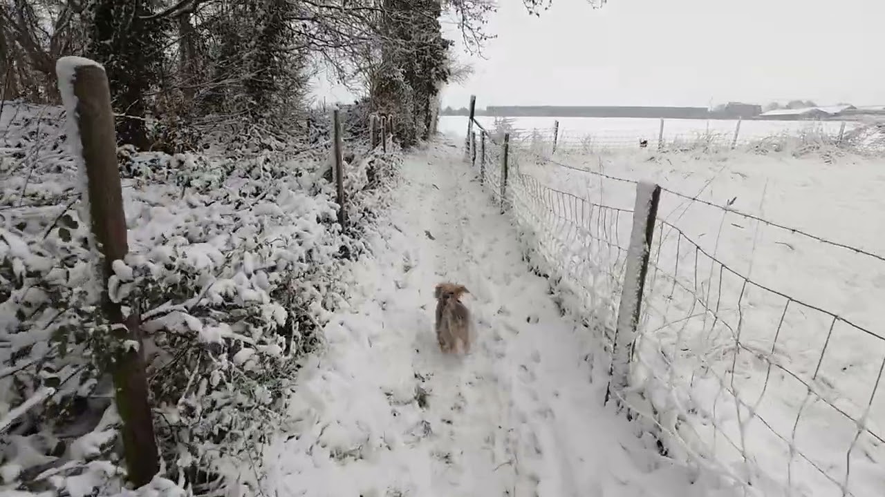 #puppies im Wintertraum ❤️