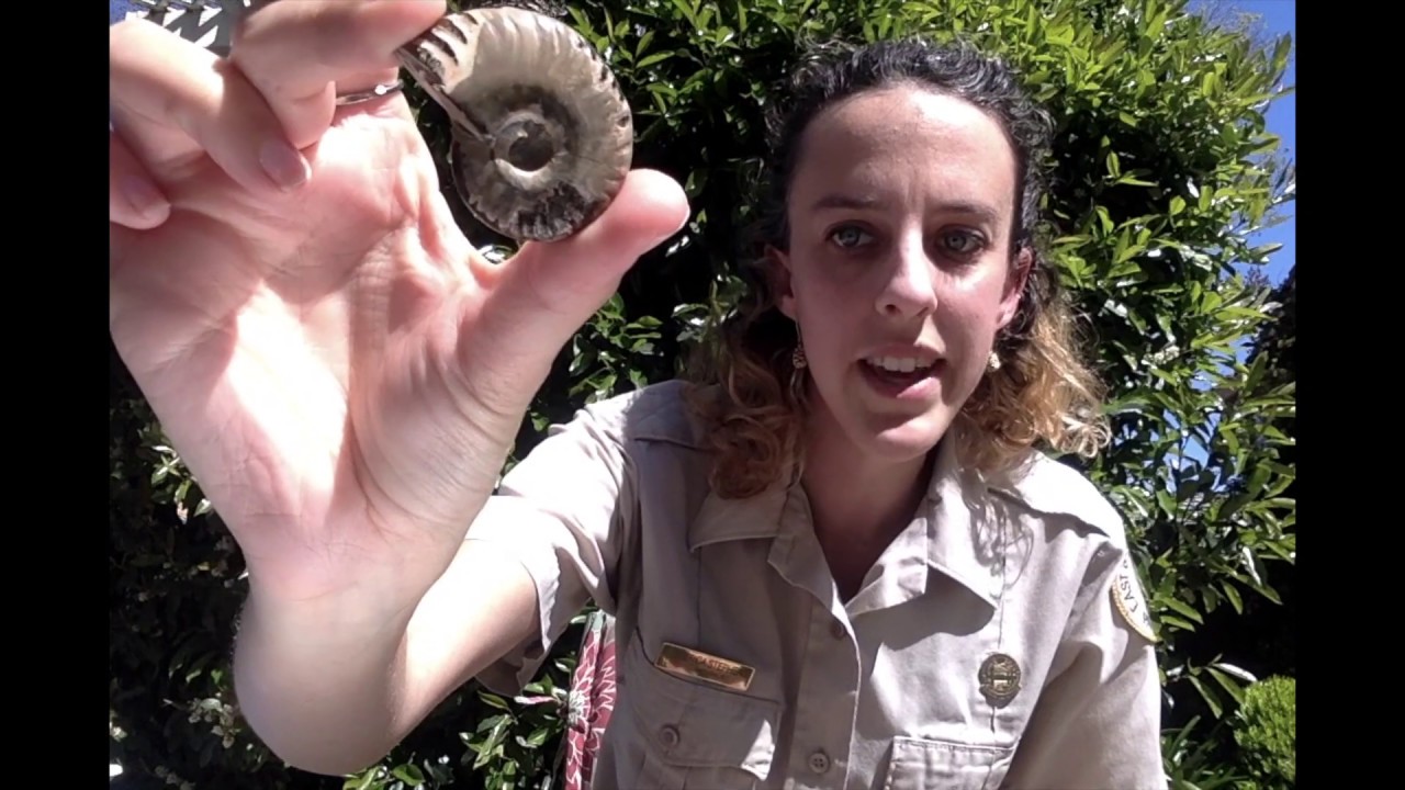 Geology Ancient Life:  Sunol