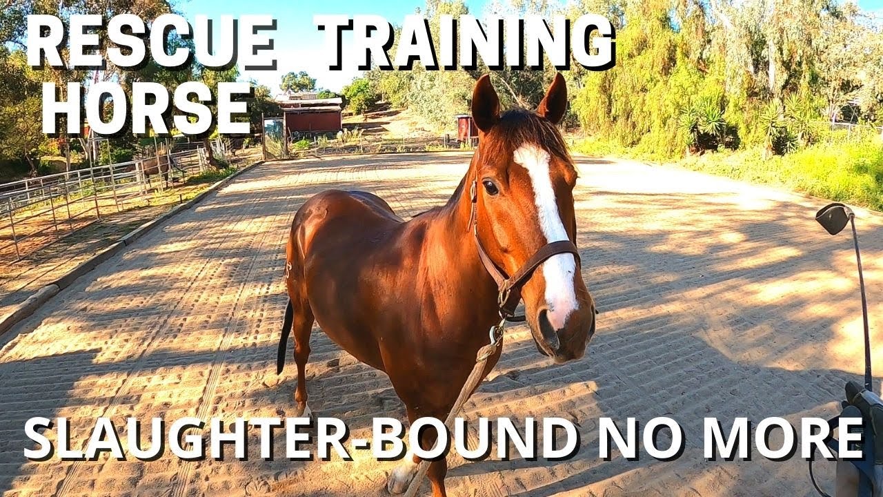 RESCUED HORSE FROM KILL PEN. Rescue horse training.