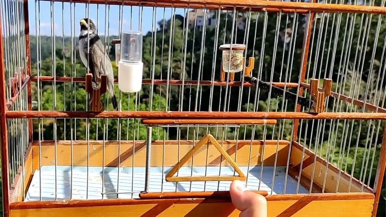 GRANDE SEGREDO PRA ESTOURAR CANTO EM COLEIRO PAPA CAPIM