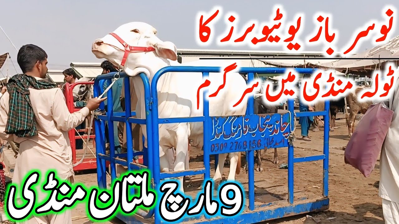 Today Multan Cow Mandi Fresh Latest Update | Cholistani Sahiwal Bachre Brahman Cows | Cow Mandi 2025