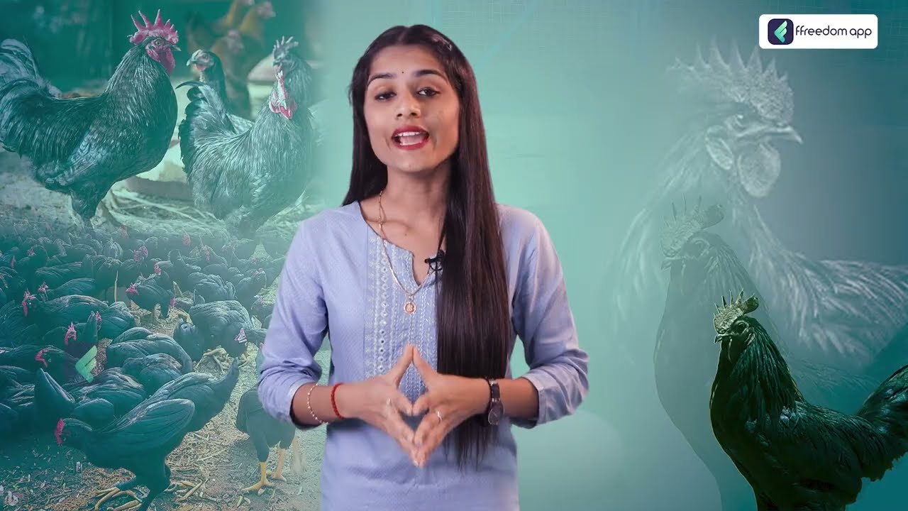 Kadaknath Poultry Farming | Kadaknath Chicken Farming in Telugu | Kadaknath Chicken Benefits