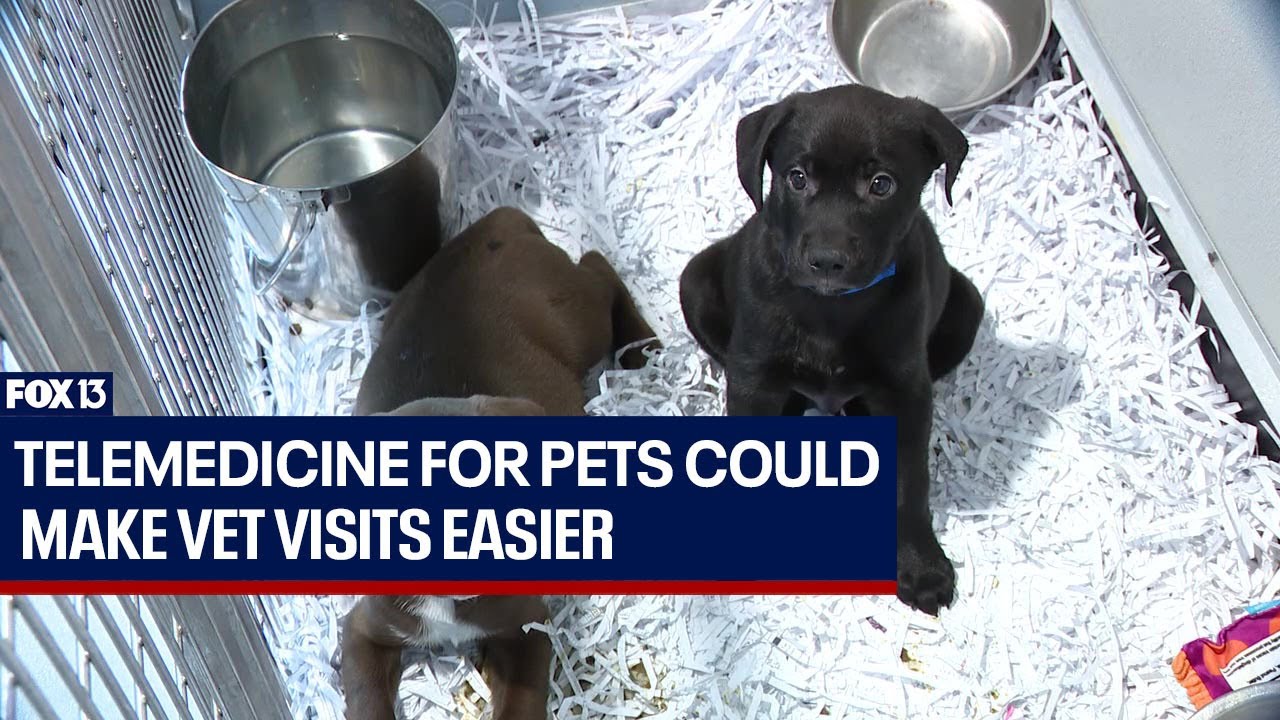 Telemedicine for pets in Florida