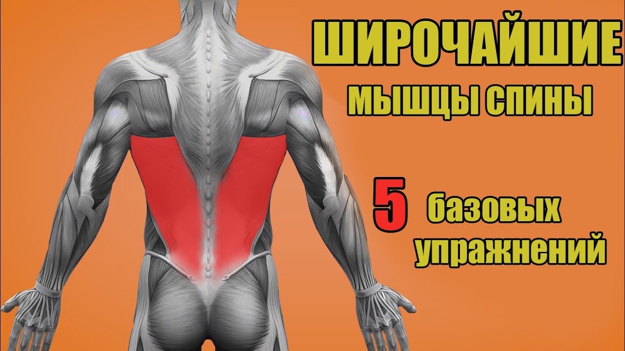 ШИРОЧАЙШИЕ МЫШЦЫ СПИНЫ. 5 БАЗОВЫХ УПРАЖНЕНИЙ. + ОШИБКИ УБИВАЮЩИЕ ПРОГРЕСС!