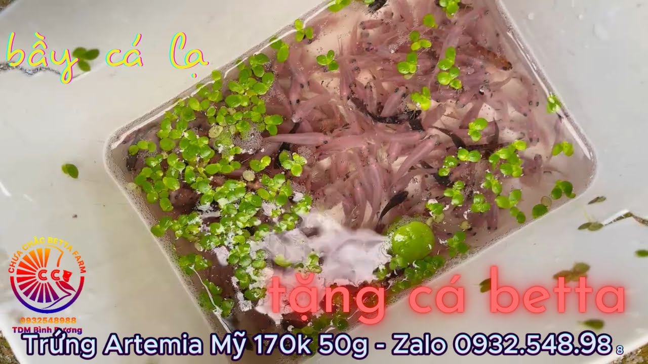 Tặng Cá Betta 12/2025 - Những bầy cá Betta đặt biệt ✩ 0932548988 Shop Betta Bình Dương