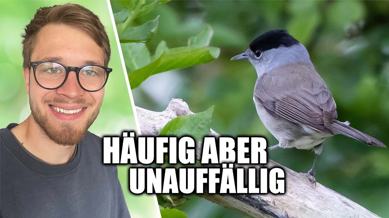 Geheimnisvolle Welt der Mönchsgrasmücke