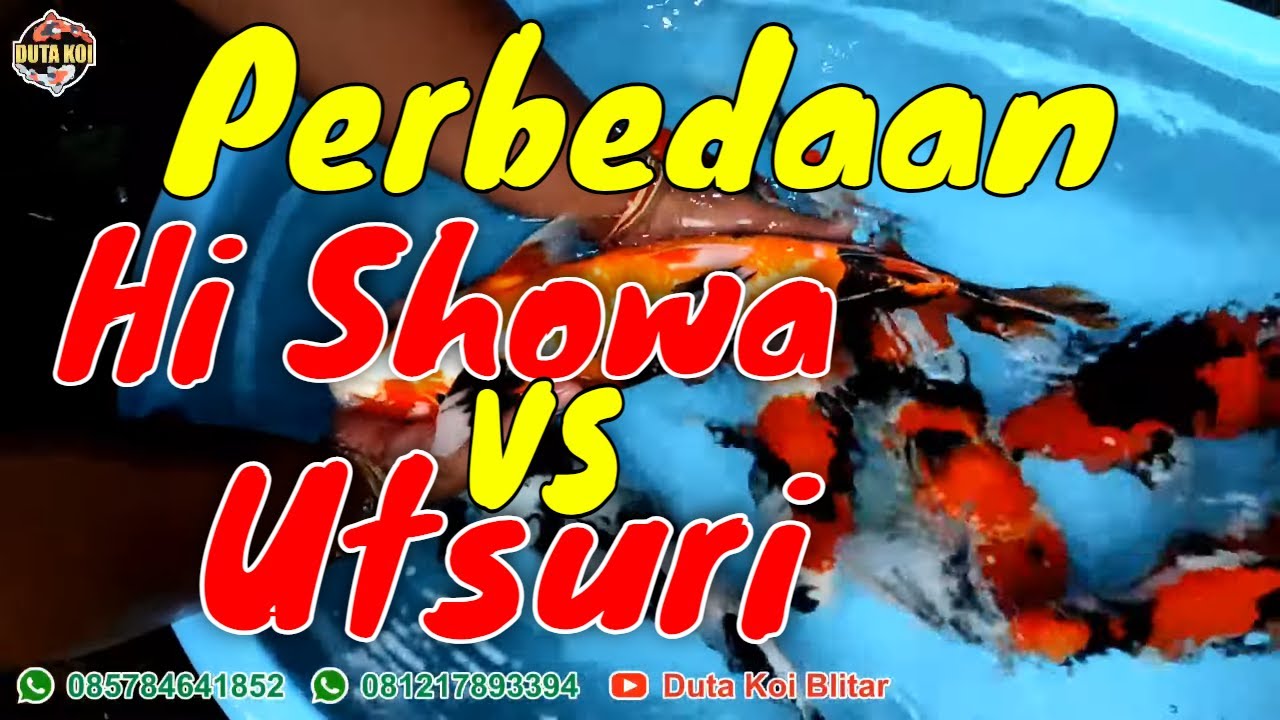 Perbedaan Ikan Koi Hi Showa dan Utsuri || Koi Jumbo 40 Up Merah Tembus Sampai Perut