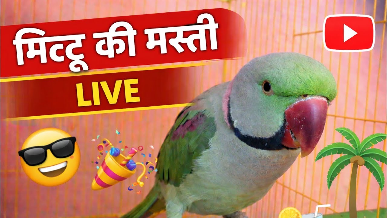 Mithu blogs 🦜 is live! #parrot #birds #talkingparot #viral #live 
