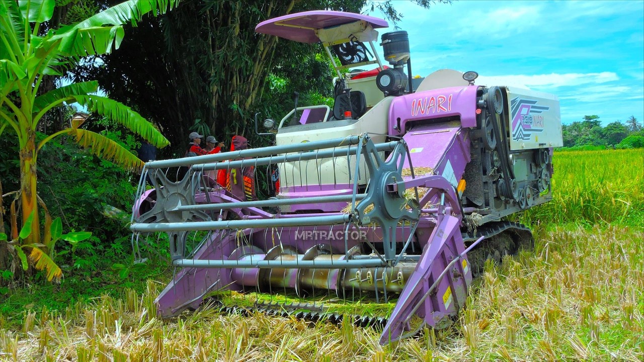 Padi Menguning Tua Dipanen Cepat Pakai Mesin Canggih Combine Harvester INARI RG118