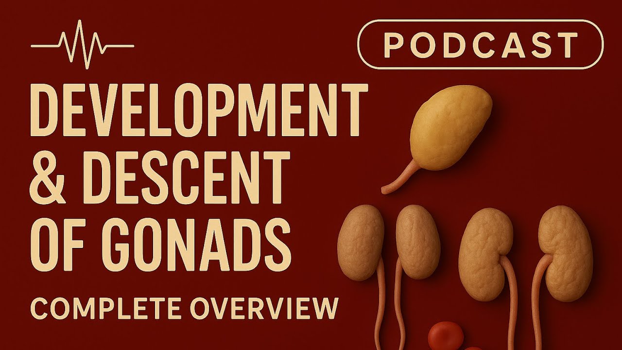 Development & Desent of gonads (𝙋𝙊𝘿𝘾𝘼𝙎𝙏)