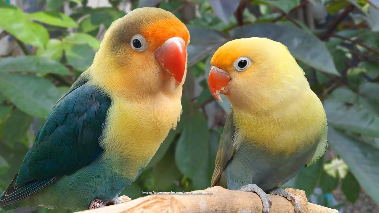 Lovebird Chirping and Singing Sounds - Parblue Pied & Parblue Torquiose