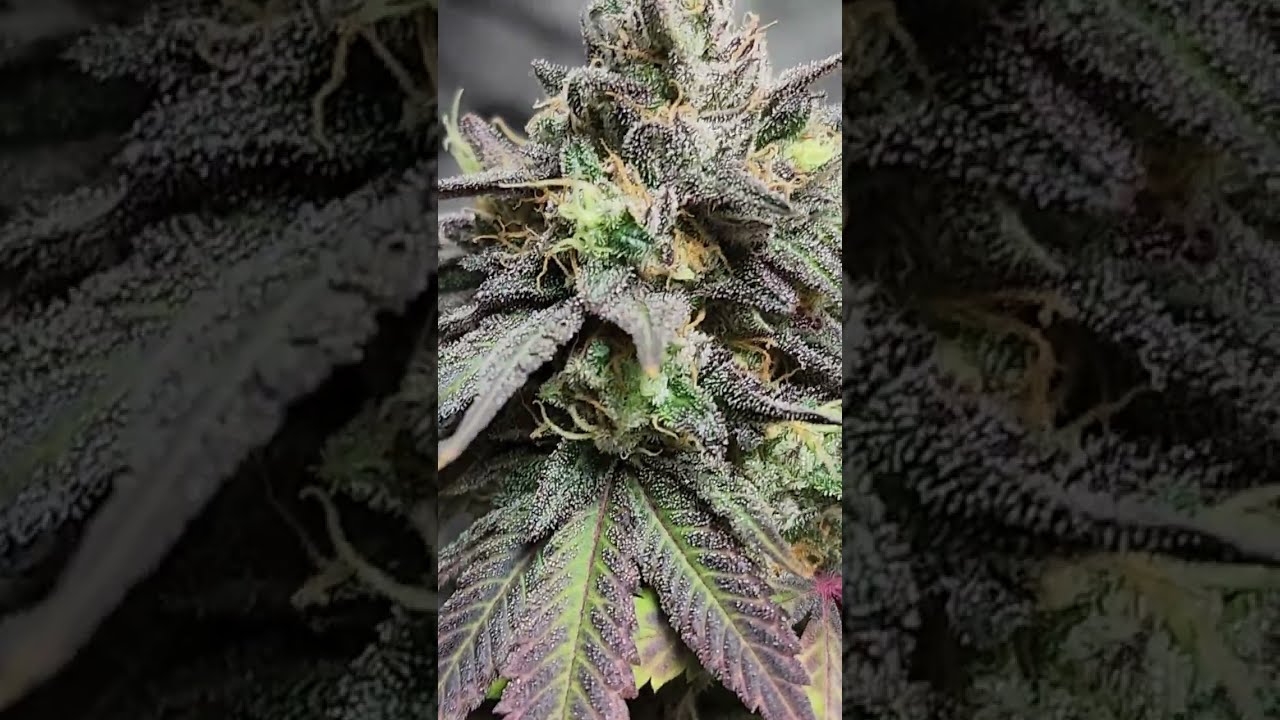 Zookie Chips Harvest Day!