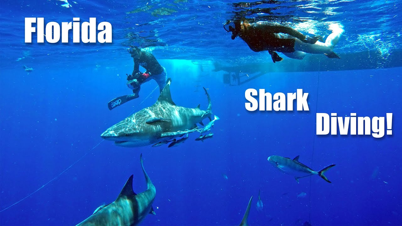 Florida Shark Diving - Cage less free swimming with Bull Sharks in Jupiter FL!