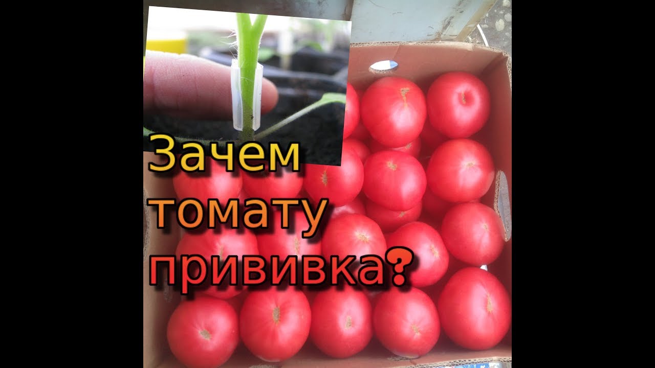 Помидор в теплице. Как увеличить урожайность помидора в 3 раза. Прививка томатов. Мей Шуай.