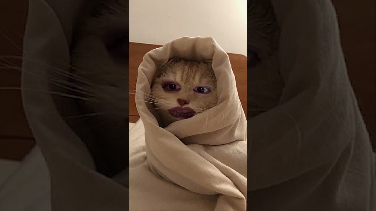 20251108 배너 성국 인스타그램라이브(자기 전 고양이) Instagram Live 