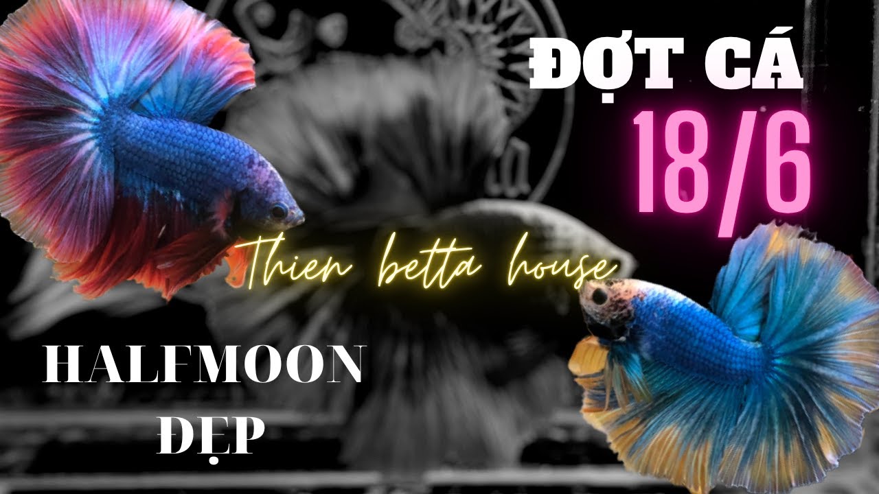 Đợt cá betta Halfmoon 18/06 đuôi chuẩn 180 độ   | Thiện Betta House