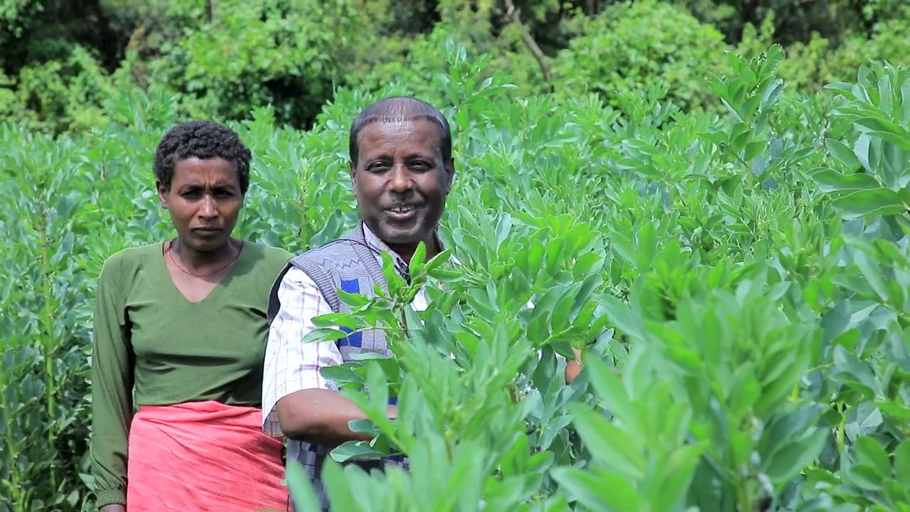 Amhara Agricultural Research Institute - InnoFoodAfrica Research Activities