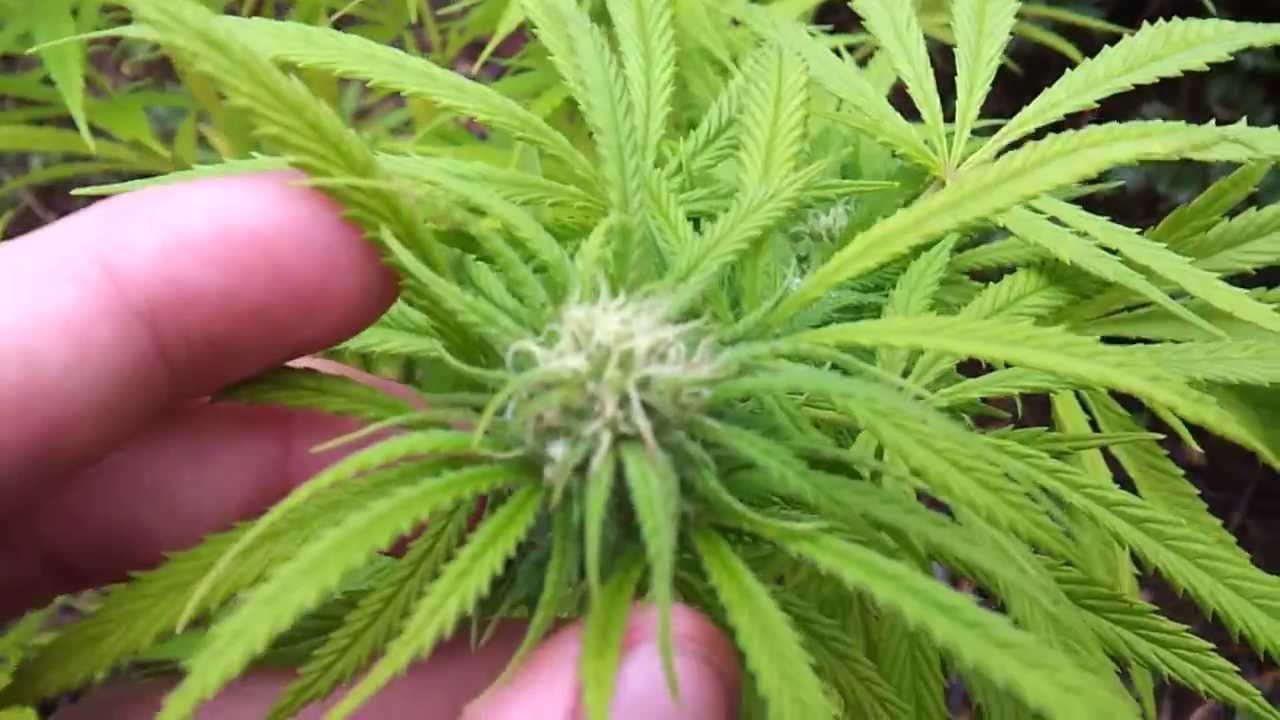 Outdoor Medical Marijuana #9 