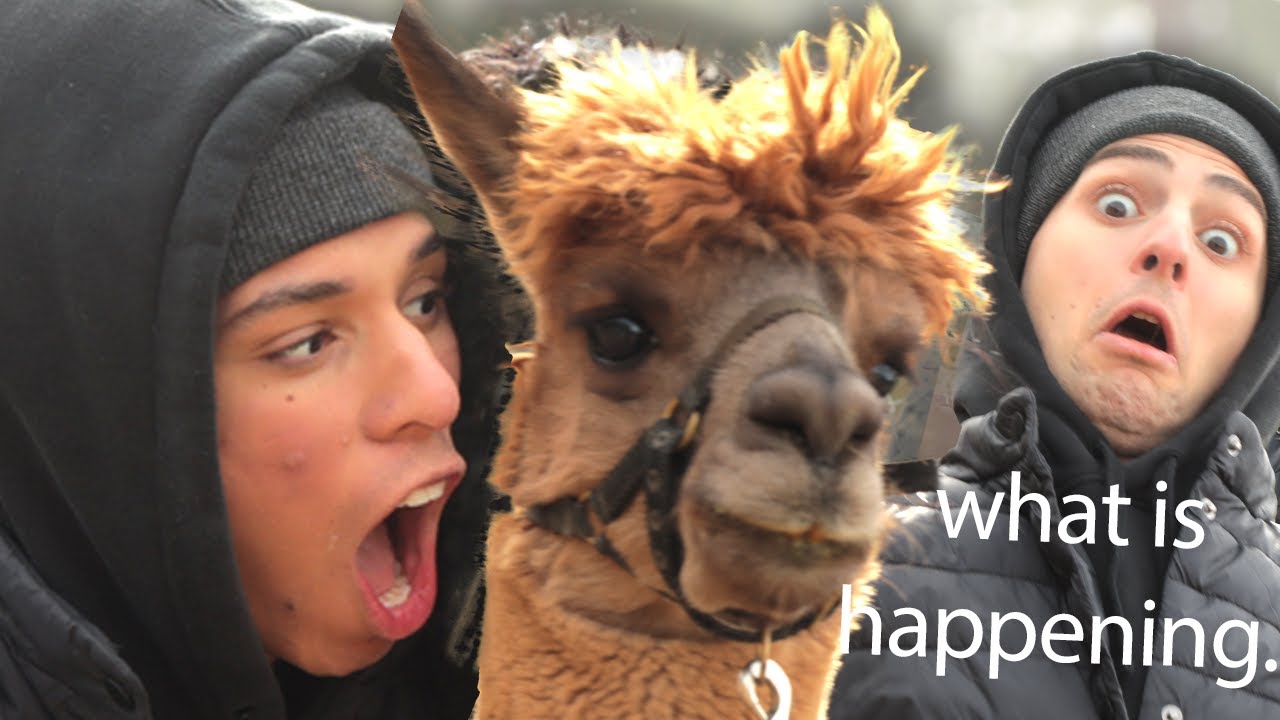 WE PARTIED AT A LLAMA FARM (jk they're alpacas) | Work It Out w/ Larray & Twaimz EP 2