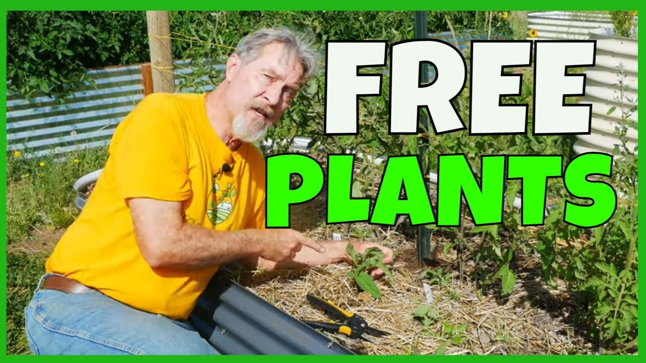 CLONE Tomatoes (for FREE Plants)