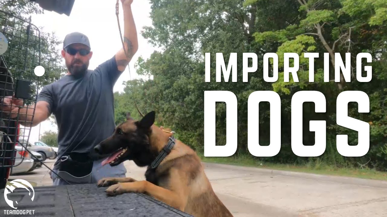 Importing Protection Dogs