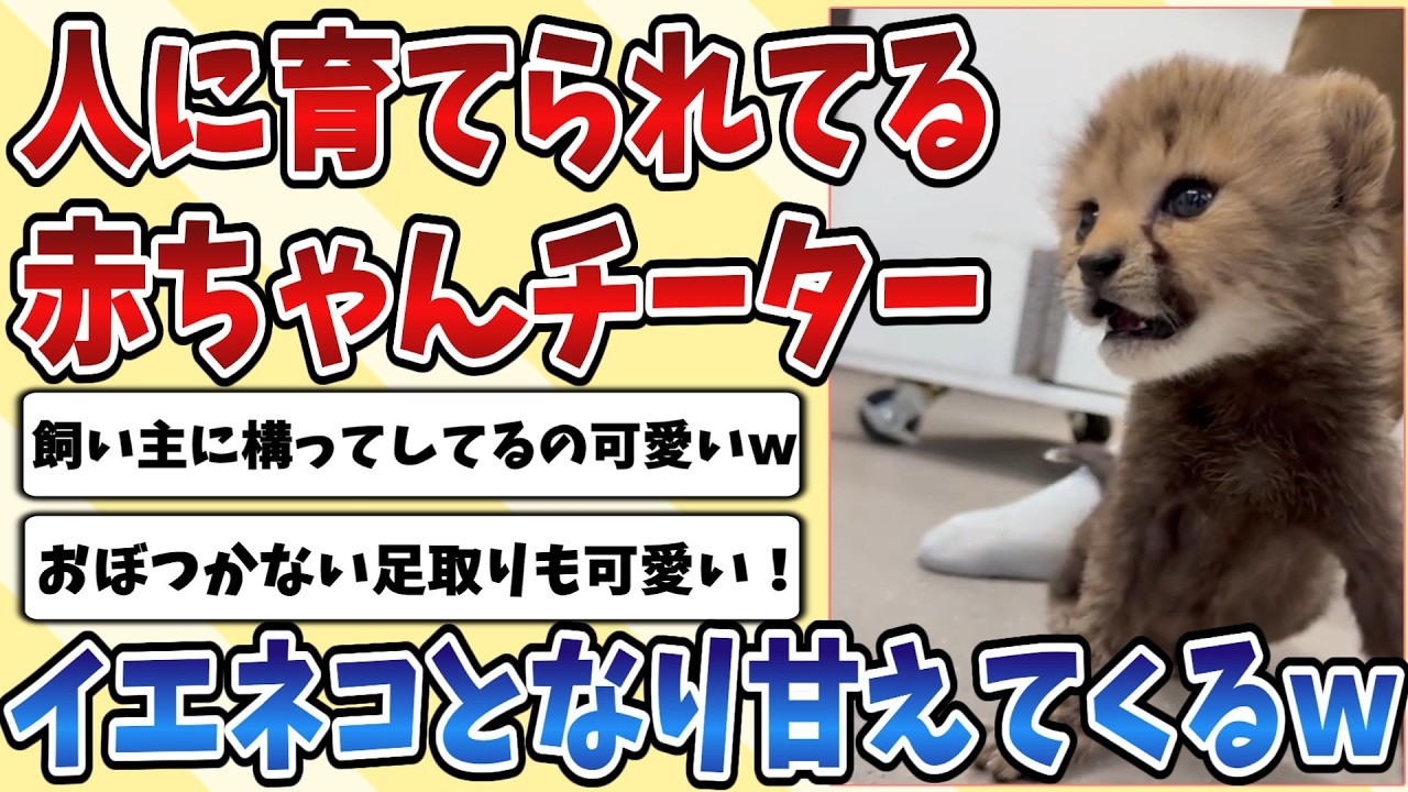 【2ch動物スレ】人と一緒に暮らしてる赤ちゃんの【チーター】が無事イエネコとなりめちゃくちゃ甘える様子がこちらｗｗｗ【ネコ科】