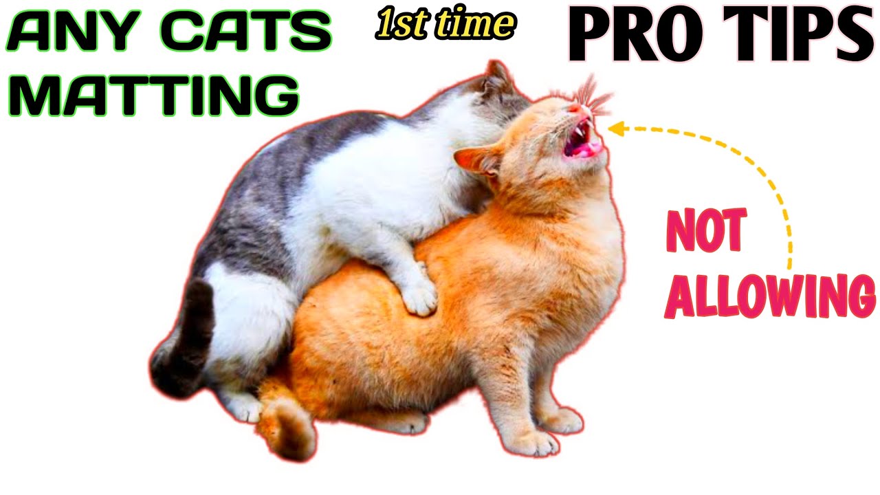 PERSIAN CAT MATTING problems | 100% satisfied information