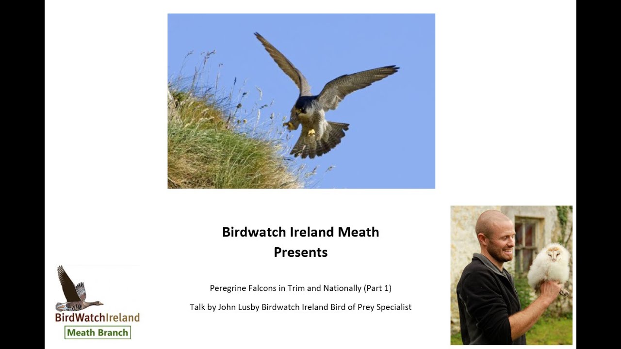 Peregrine Falcons in Trim, Co. Meath and Nationally (Part 1)