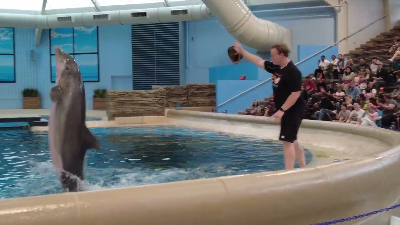 Brookfield Zoo Chicago Dolphins in Action Full Show in 4K
