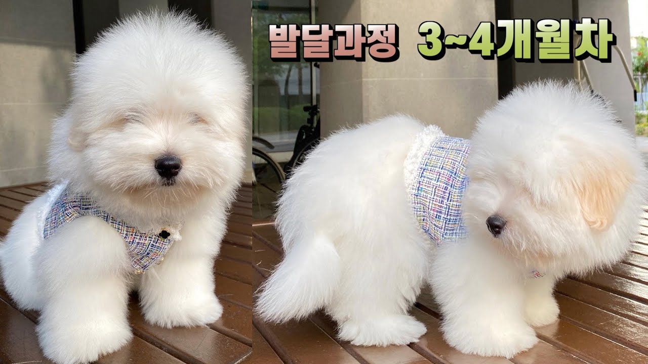[꼬똥드툴레아] 발달과정 3-4개월차