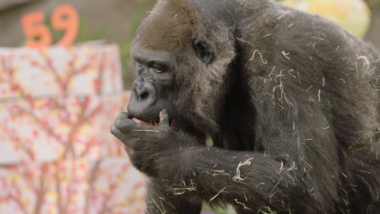 1 of World's Oldest Gorillas Celebrates 59th Birthday