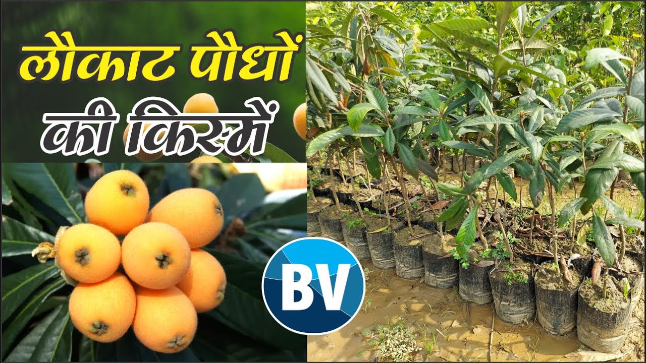 लोकाट पौधों के सस्ते और शानदार किस्म । l#loquatfruit
