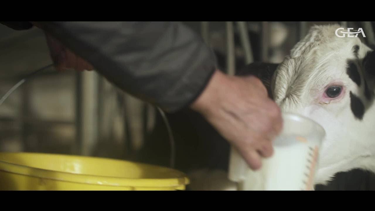 Robot de traite GEA DairyRobot - GAEC de Marty