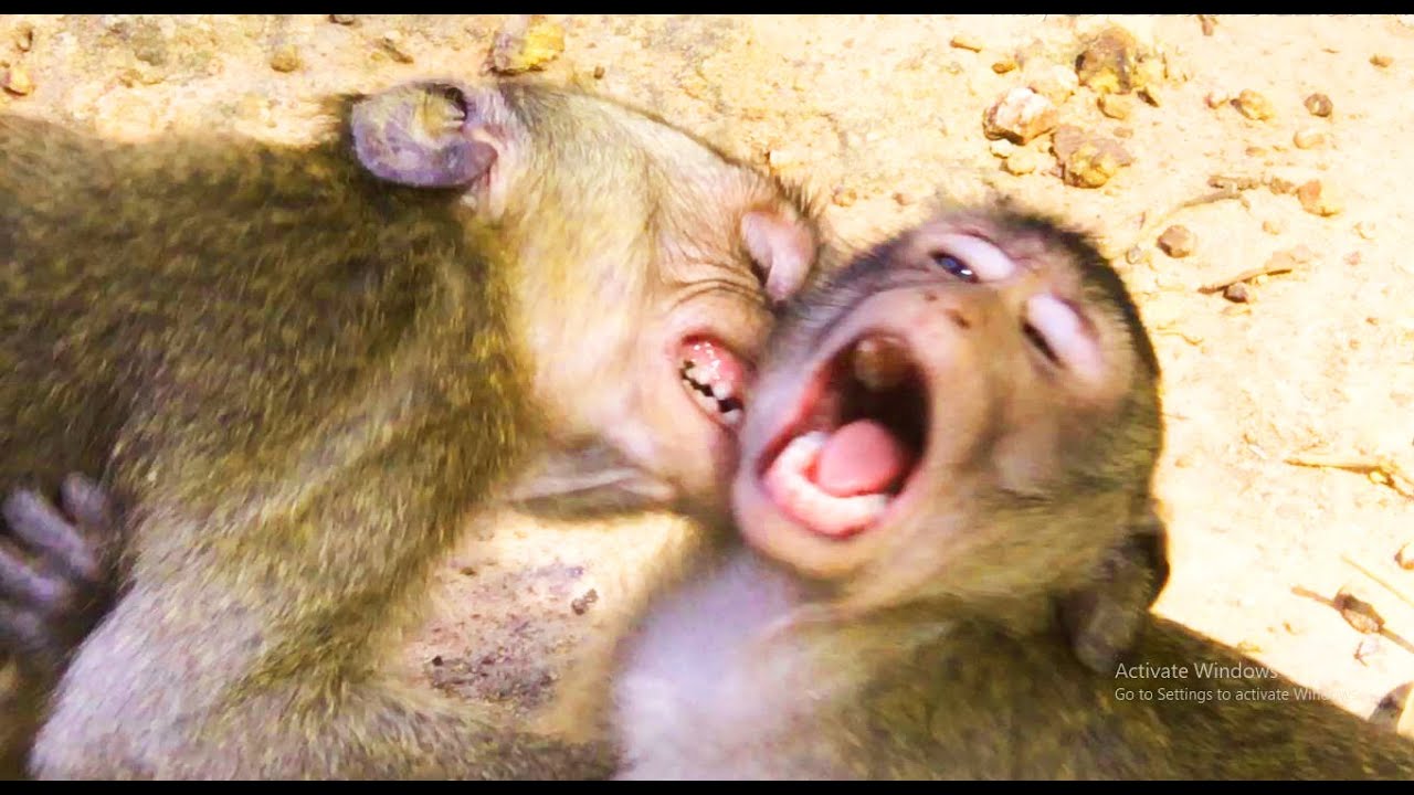 Very Happy and Funny Day of Monkey are Playing likely fighting | Long Tail Monkey