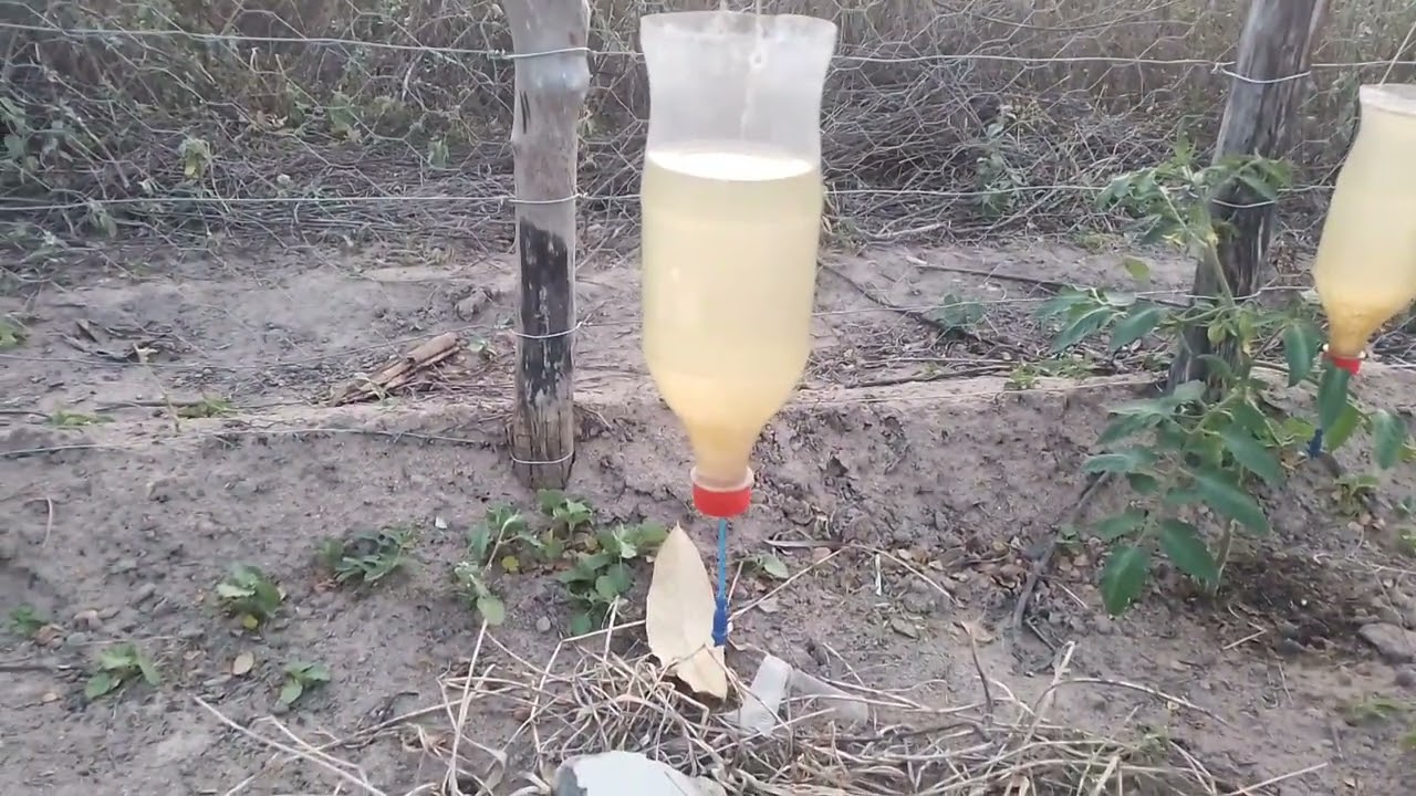 Mostrando a eficiência do gotejar caseiro feito de garrafa #pet #frutiferasorganicas