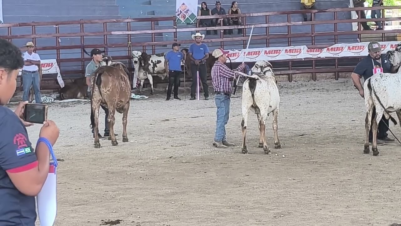 CAMPEONA DE CAMPEONAS GYR LECHERO FERIA GANADERA DE SANTA ANA