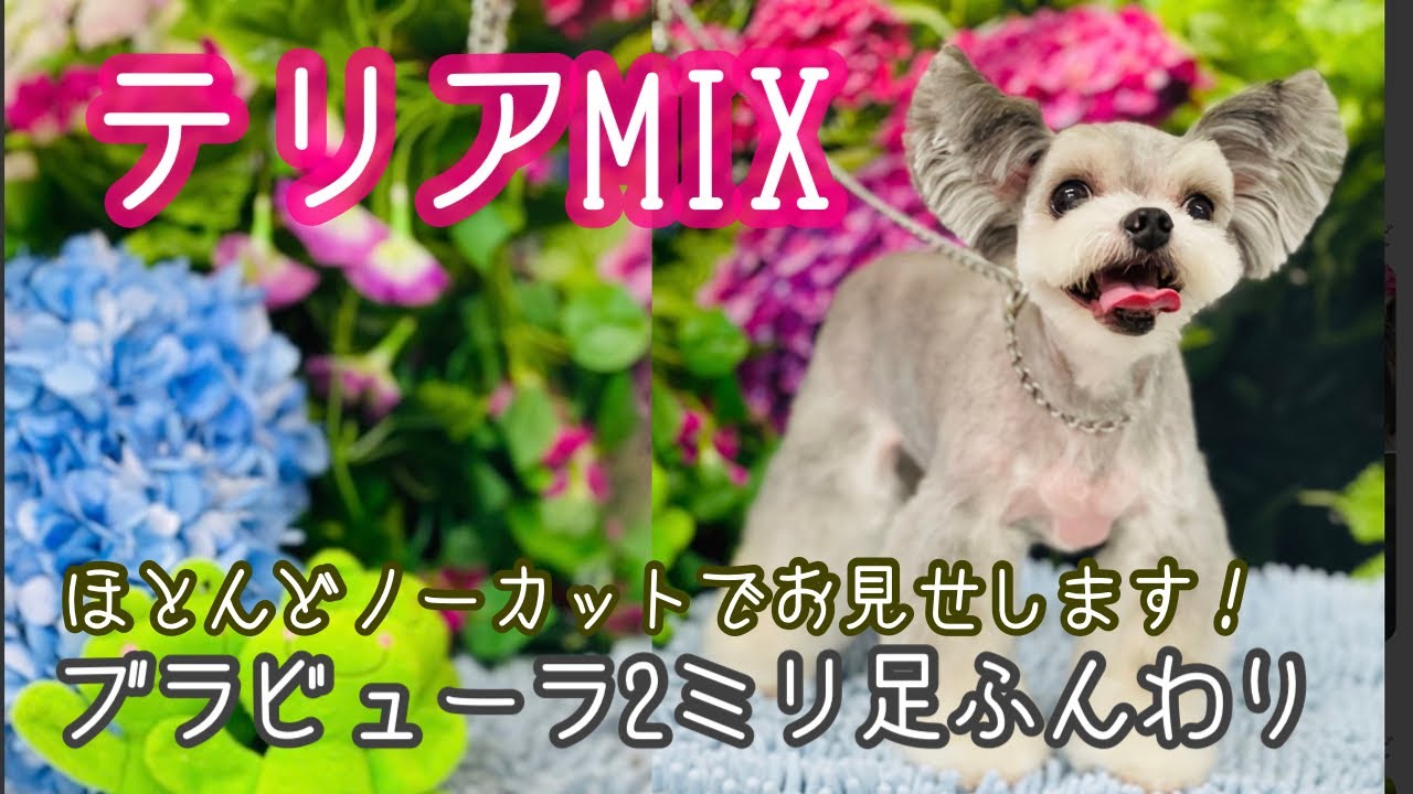 【テリアMIX】ブラビューラ2ミリ足はふんわり仕上げています