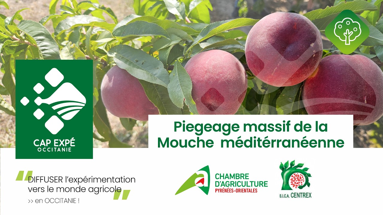 S'adapter face aux bioagresseurs : le piégeage massif de la mouche méditerranéenne