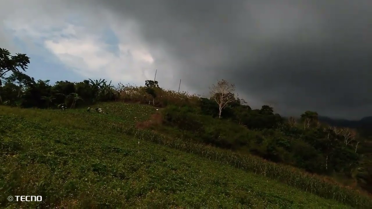 Taniman ng Repolyo sa Quezon Province 