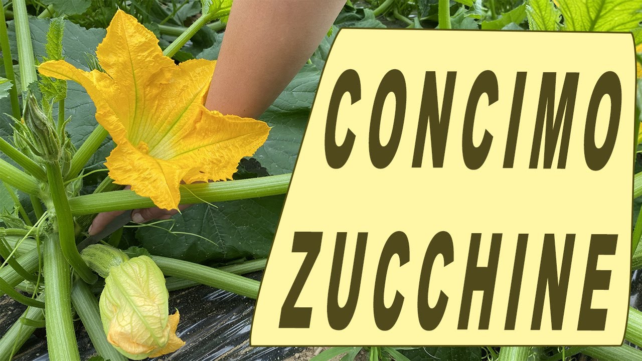 come CONCIMARE le ZUCCHINE - metodo BIO