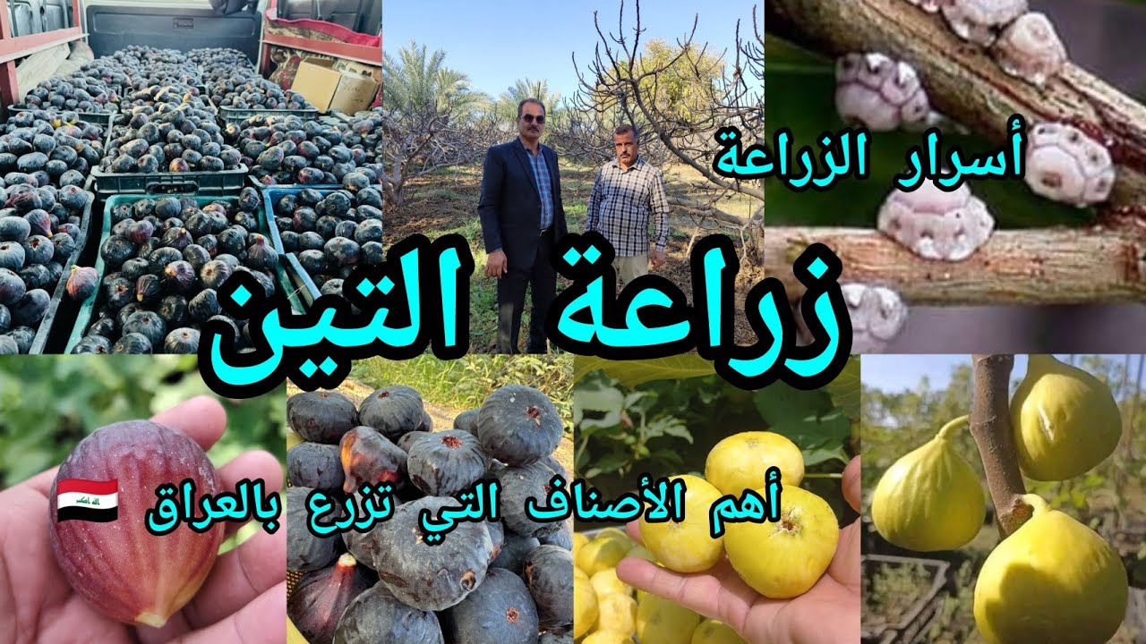 أسرار زراعة التين في العراق 🇮🇶  والأنواع المتوفرة وأسباب استيراد اقلام  بعض الأصناف من السعودية 🇸🇦