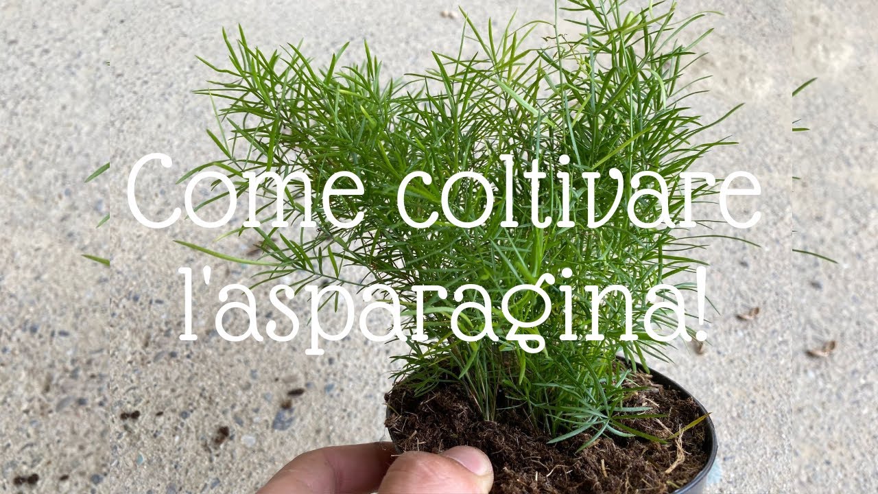 Come coltivare l'asparagina (Asparagus sprengeri)