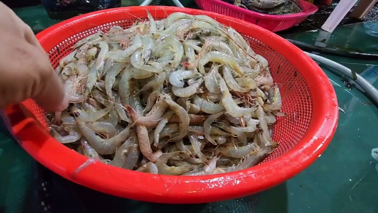 중하새우 사러 궁평항 갔더니?  김장하려고
