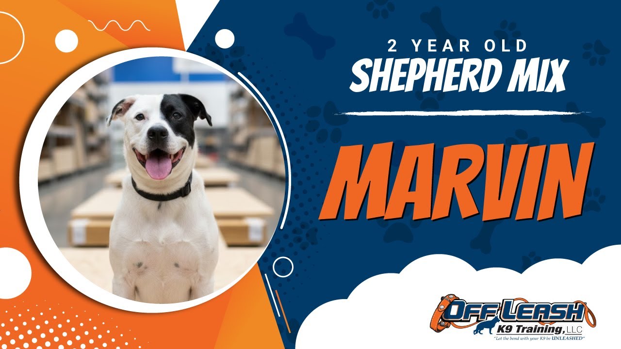 Марвин, 2 года, помесь овчарки | Nova Dog Trainers | Дрессировка собак без поводка